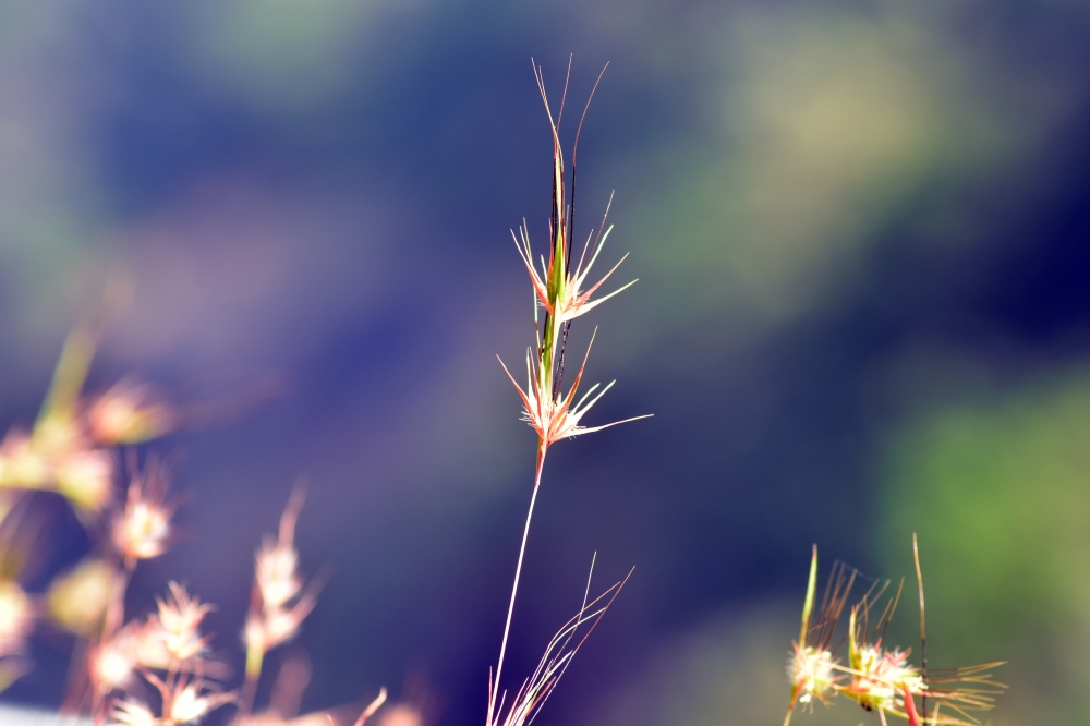 Beauty of grass, grass, beautiful, natural, Nature, 