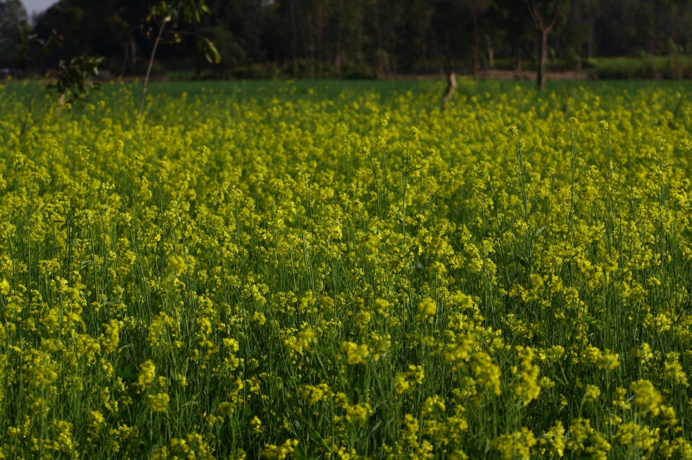Beautiful mustard fields against blue sky, landscape, fields, yellow, green, blue, village, beautiful, backdrop, wallpaper, 