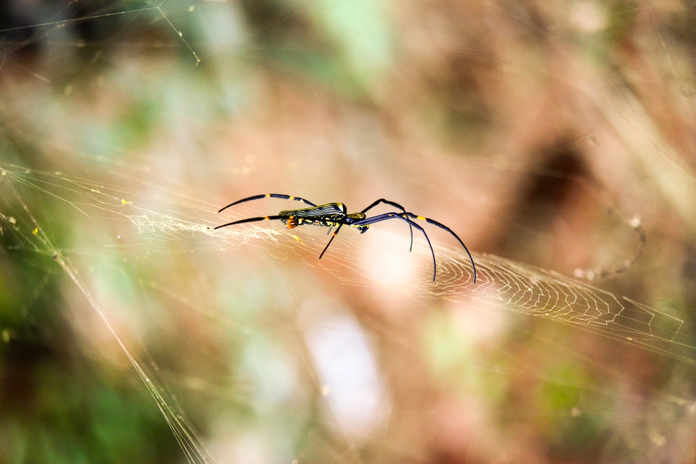 Spider macro Click, Nature, natural, Macro photography, Closeup, macro, Photography, spider, photograph, macroshoot, Green
