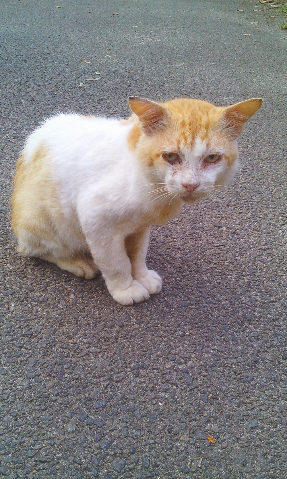 cat,animal,mobile photopgrapy, cat,animal,poocha,photography,mobile photography,white cat, big cat, 