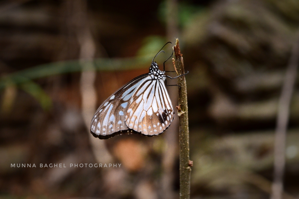 butterfly 5, #wildlife #animal #butterfly 