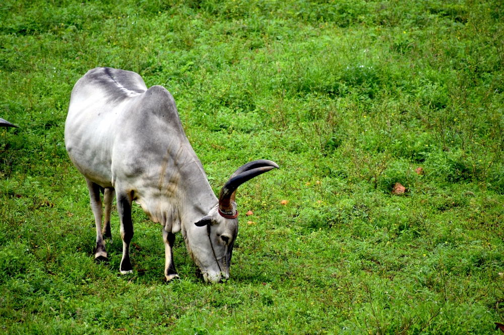 Indian Cow, #gaumata, #traditional, #asia, #sacred, #travel, #culture, #horn, #zebu, #village,  #cowmilking, #tiruppur, #milk, #animal, #mammal, #milking, #field, #guernsey, #farm, #tamilnadu, #agriculture, #dairy, #nature, #black, #cattle, #domestic, #farming, #rural, #white, #bull, #indian, #garden