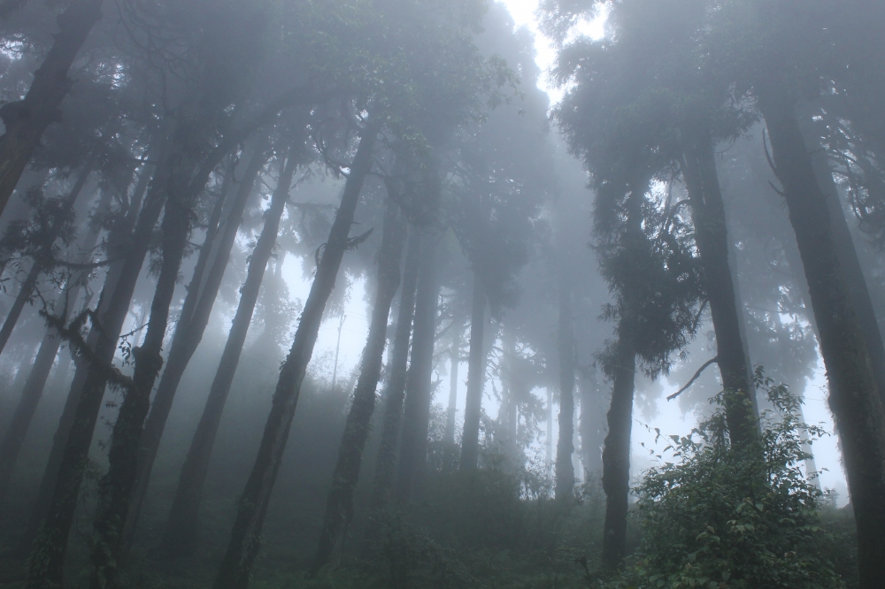 Pine forest, Pine forest, Lapchajagat, Fog