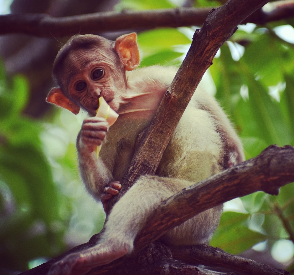 Animals photography, # nature beautys, #animals#photooftheday#ameteur photography