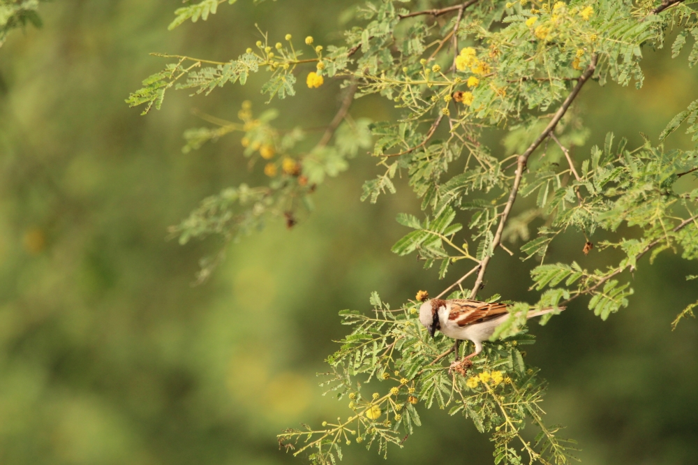 Nature, beautiful, nature, gree, bird,