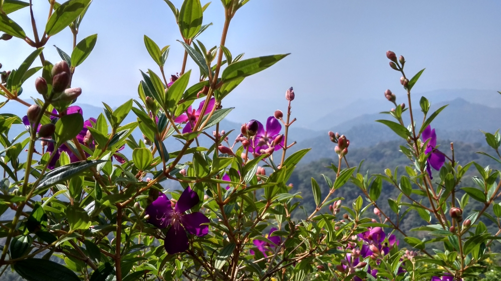 Purple Flower with Hills Background, Munnar, View Point, Purple, Purple Flower, Hills, Kerala, India, 