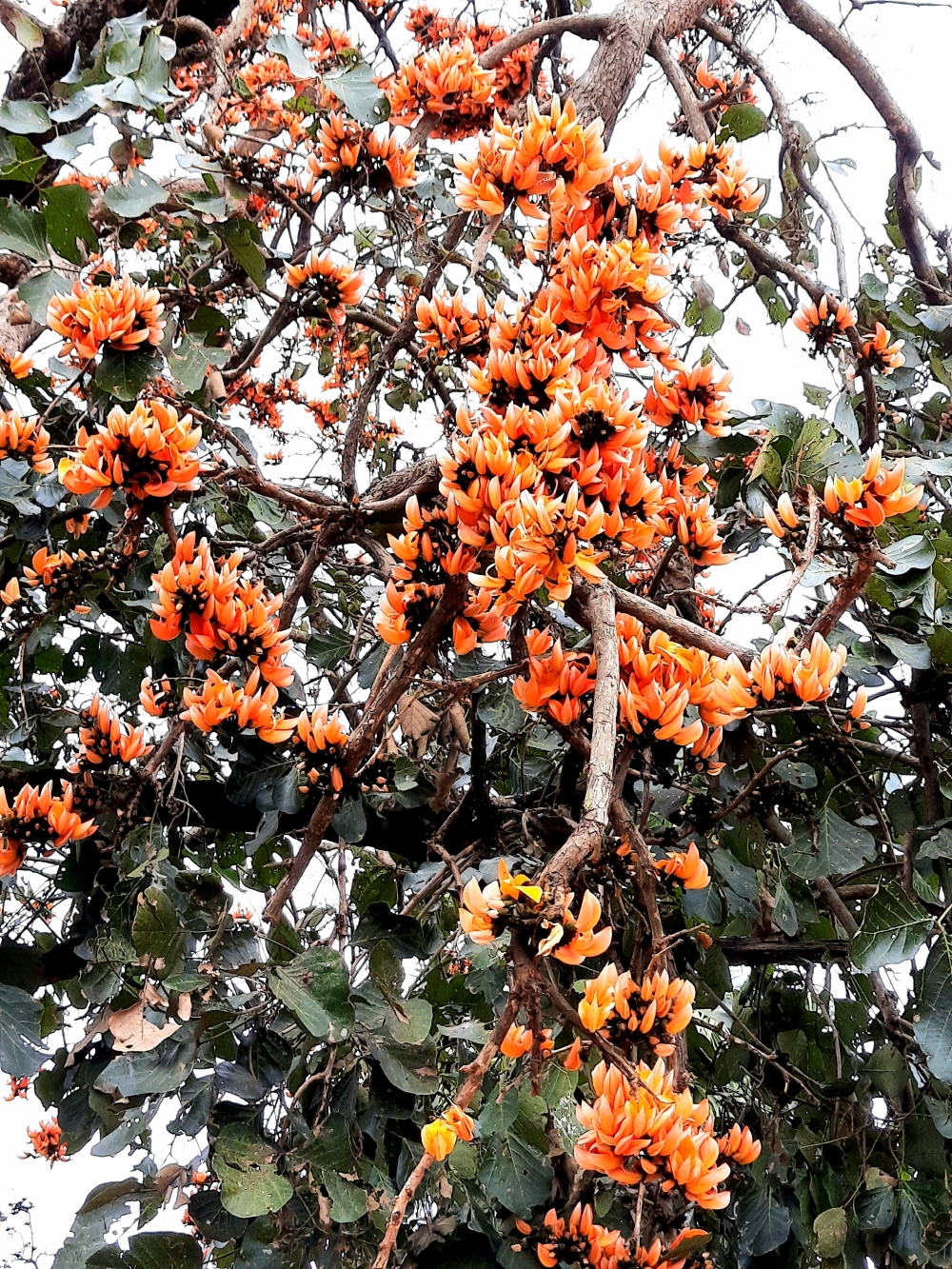 Fire in the trees, Nature