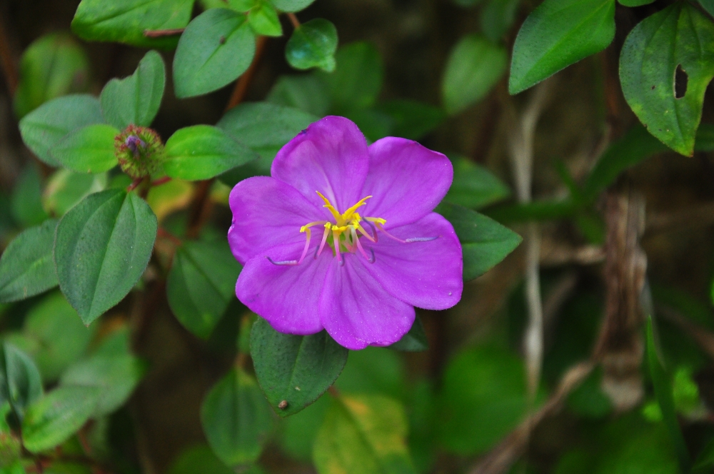 Small flower, Purple Flower, Flower, Nature, plant, 