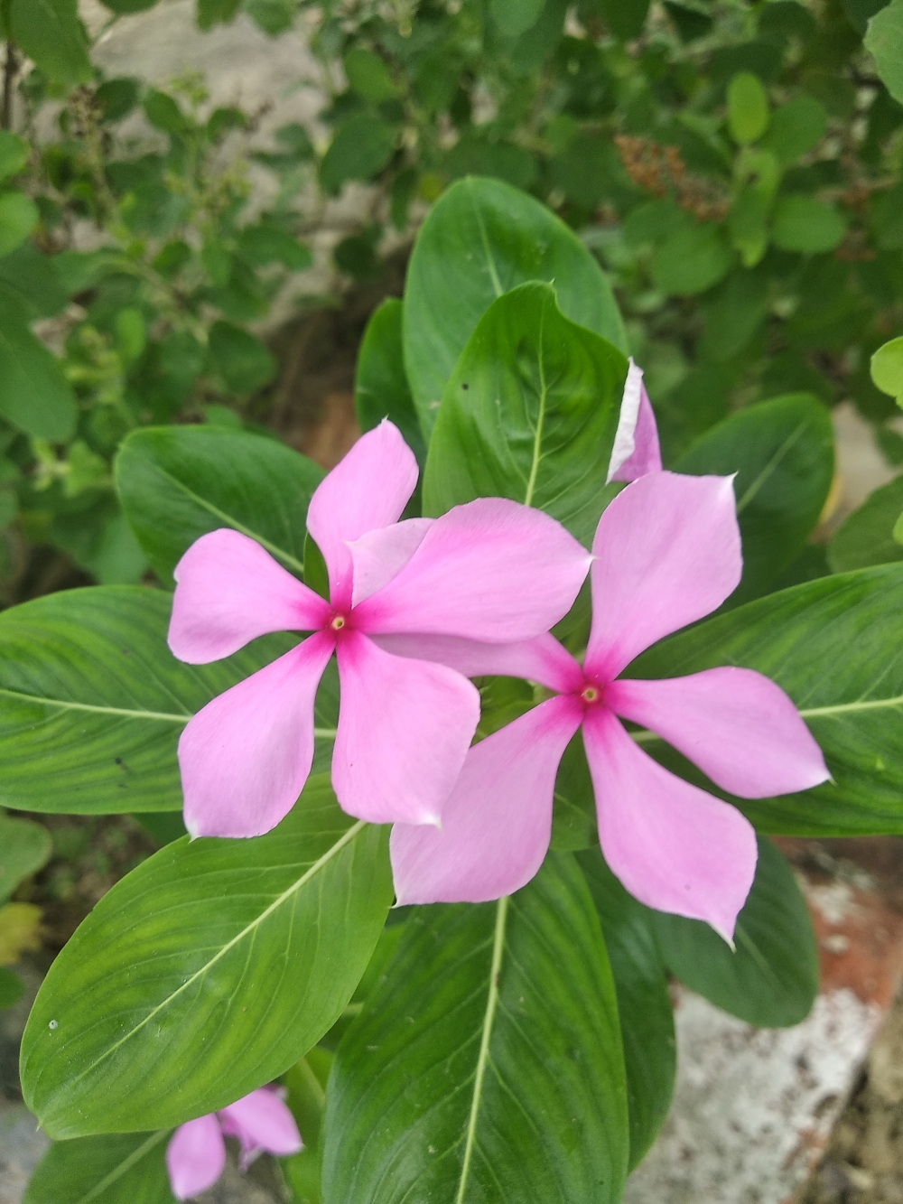 Flower, #Nature #background #wallpaper #hdclicks #fullHD#fksayyad @f.k.sayyad, 