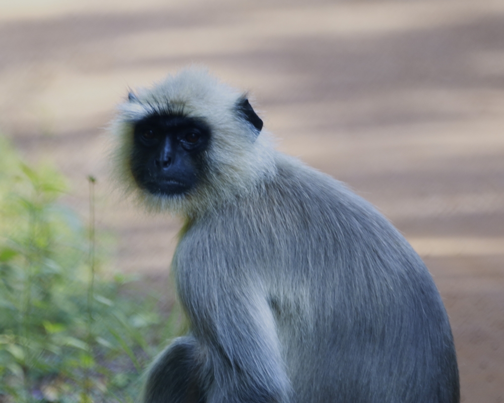 Indian Grey Langur, intothewild, nature, wildlife, wild, beautiful, grey, langur, mammal