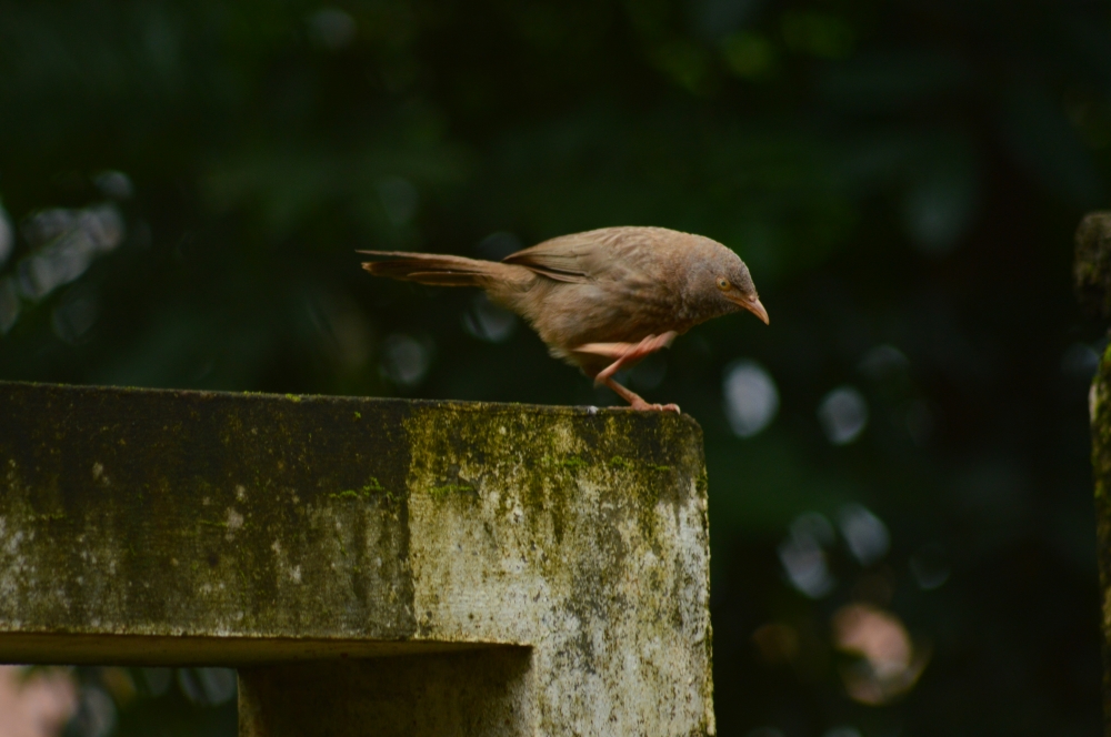 Bird, relaxing,rest time,nature, wallpaper, Jungle babbler, Bird, natural, Nature, Evening, wallpaper, Photography, Bird photography, village, jungle babbler,babbler,jungle bird,jungle,