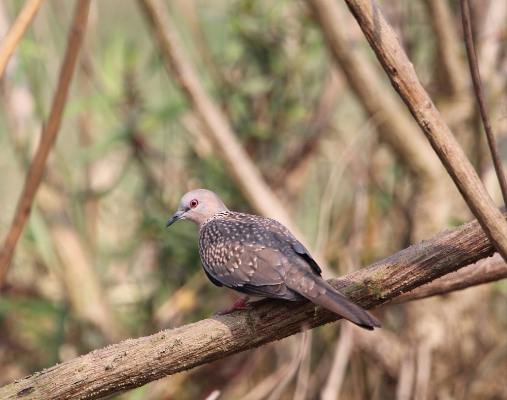 Spotted Dove, colorful, nature,  beautiful,  dove,  grass
