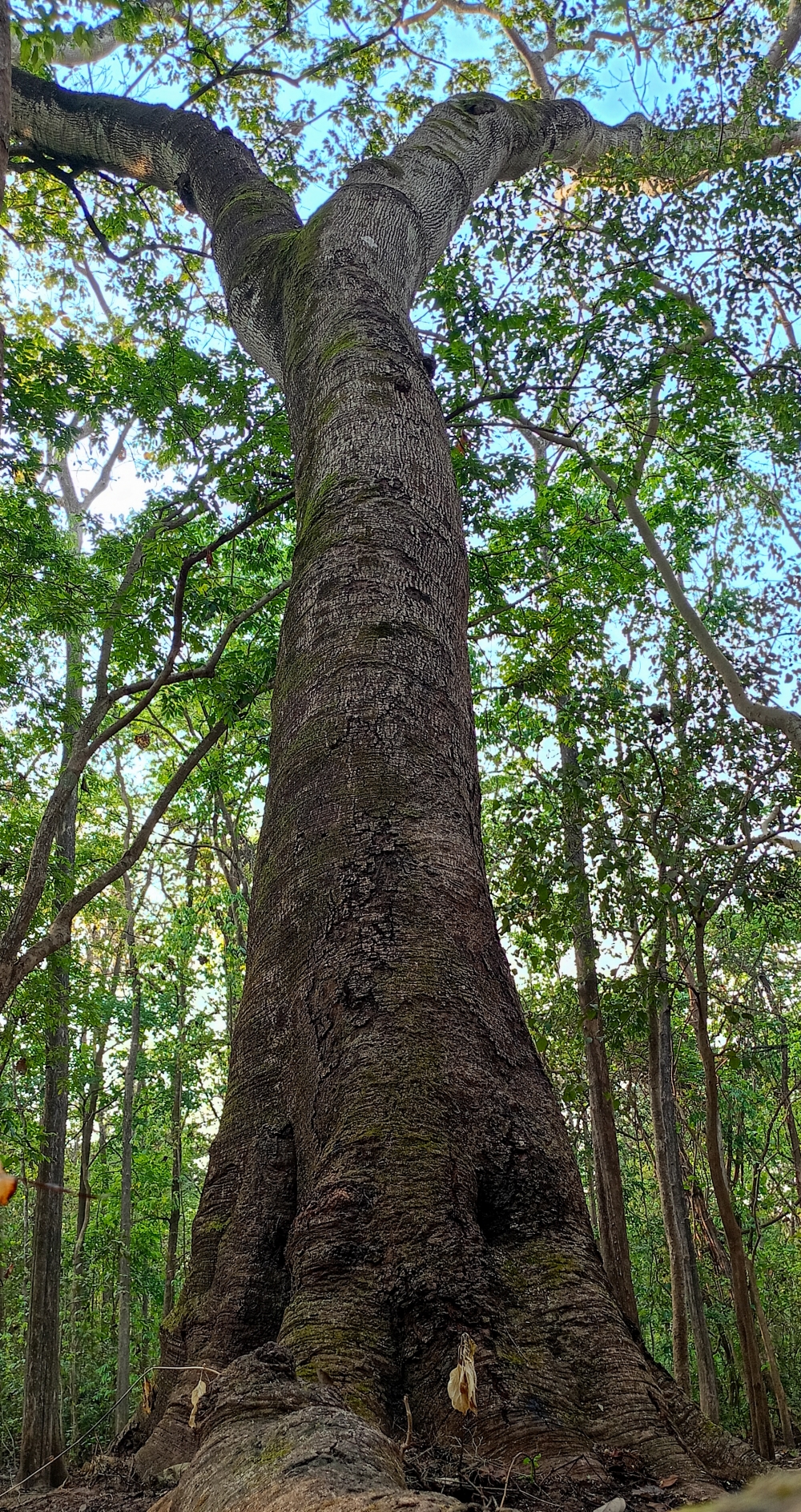 Tree , #nature #photography #love #instagood #photooftheday #travel #sky #beautiful #art #naturephotography #like #landscape #sunset #photo #picoftheday #instagram #sun #beach #life #winter #sea #fun #cute #clouds #happy #naturelovers #summer #bhfyp, nature landscape background sunrays hdclicks nikongair lake reflection photos Bastar chhatishgarh sky clouds photooftheday naturephotography, wildlife HD wallpaper background picture wild animals Nature Photography tree spoteddave indianbird bastar munnabaghelphotography potooftheday Dave nationalpark kvnp forest jungle kangervalleynationalpark jagdalpur awesome birdphotography photosofbird nature gochhatishgarh chhatishgarh photo, summer tirathgarh waterfall waterfalls indianwaterfall  nationalpark kangervalleynationalpark Raipur CG forest HD wallpaper view kangervalley tirathgarh waterfall waterfalls jungle Bastar Chhattisgarh photosoftheday photo gallery wallpaper view kangervalley instapicture instagood viralpic, #nature #waterfall #landscape #ebeauty #wallpaper #background #picture #bastar, #nature #wallpaper #HD #stock #landscapes# stone#reflection#wild #forest #nationalpark, 