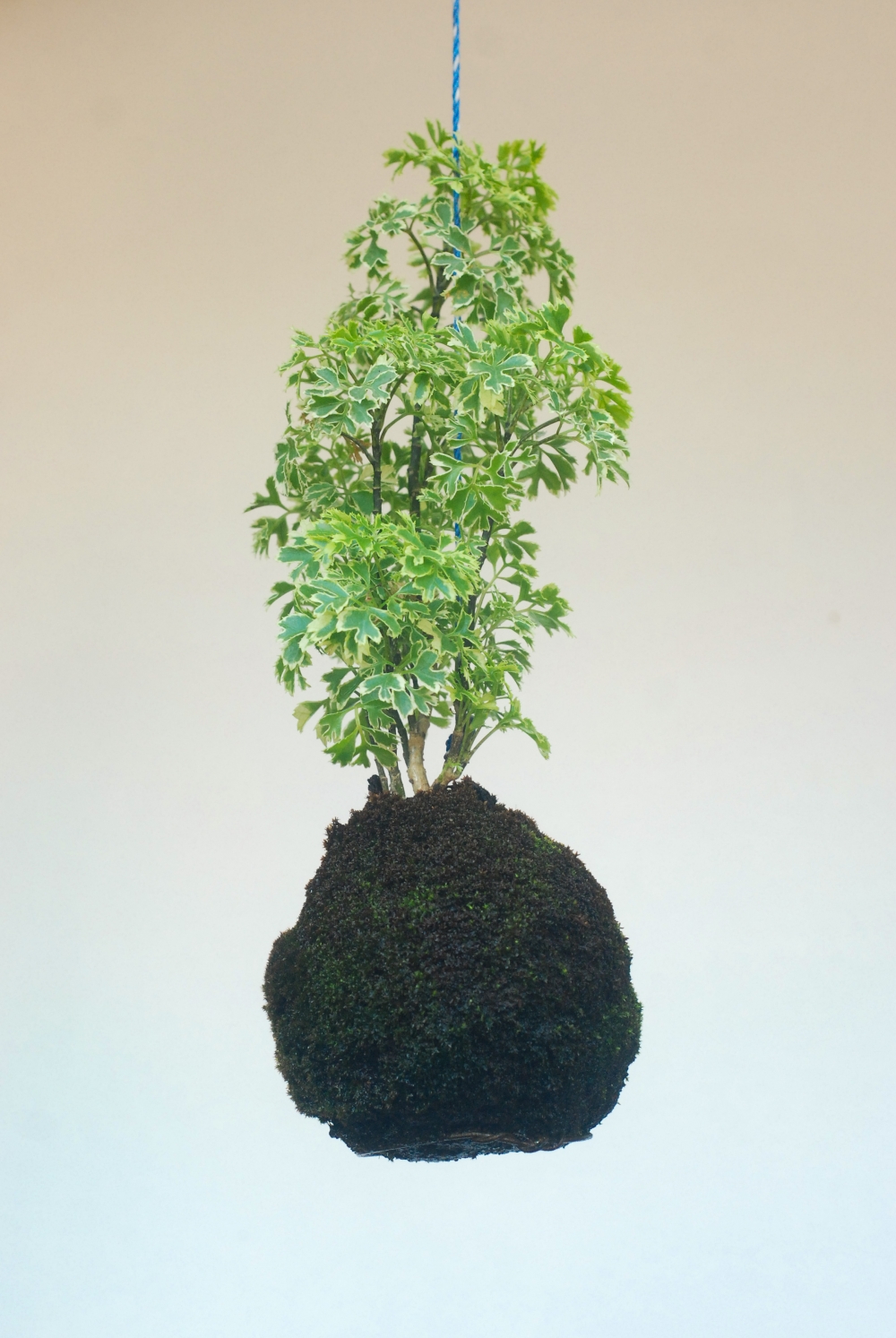 green plant on wall, plant,green,nature,background,photography,garden,green plant on wall,attaching,