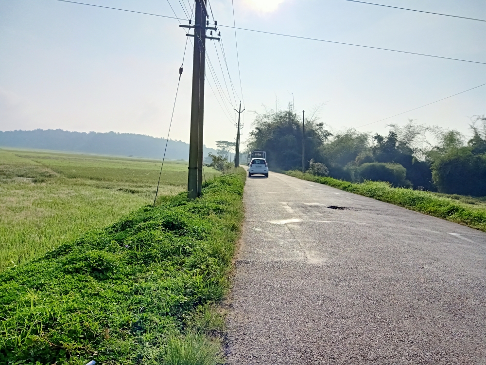 Road, trees, nature, sun, sunlight, road, 