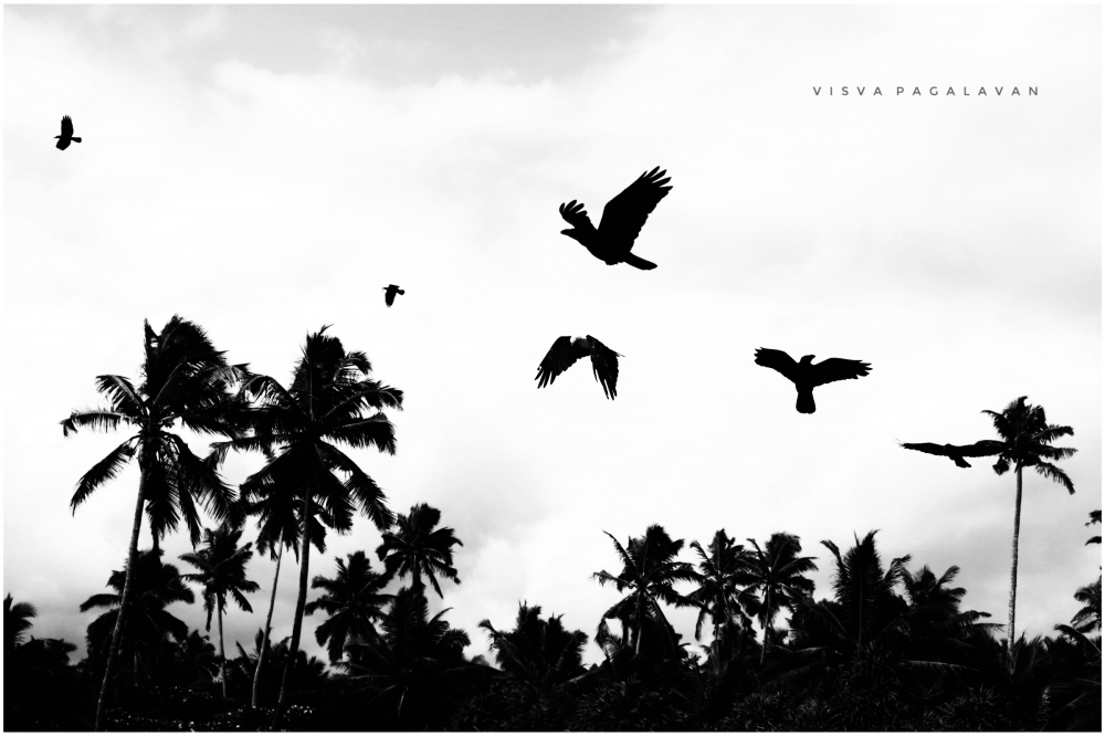 SILHOUETTE NATURE  , Nature, background, wallpaper, hdclicks, fullHD, wildlife, beachview, Sky, black and white, silhouette ., 