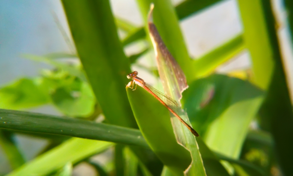 dragonfly, butterfly, Green, insects, fly, insects, flying insects, standing insects, orange dragonfly, , dragonfly, butterfly, Green, insects, fly, insects, flying insects, standing insects, orange dragonfly, 