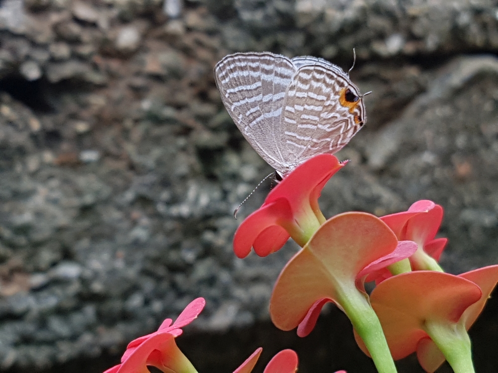 Butterfly on flower , Butterfly, Flower, plant, butterfly on flower, red flower, 