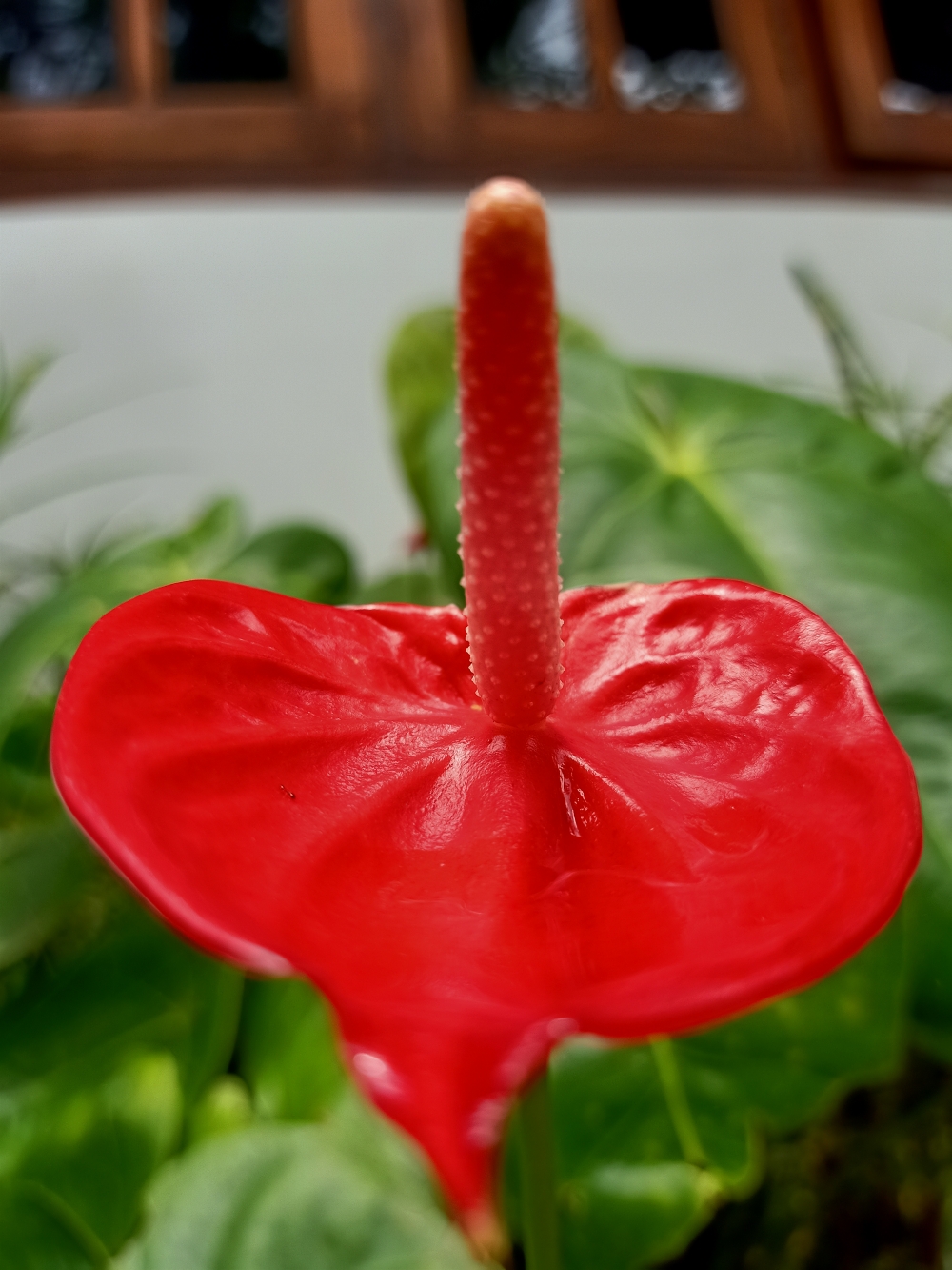 Flower, Anthurium,red Anthurium,red flower, wall paper,close up,plant,garden, natural,nature,home,home garden, Flower, Red, red flower, plant, anthurium, gardening, garden, home, Home made, homegrown, home garden, earth, natural, Nature, wallpaper, Close up, blur effects, blur, blurred, house, ground, Green, greenery, greens, 