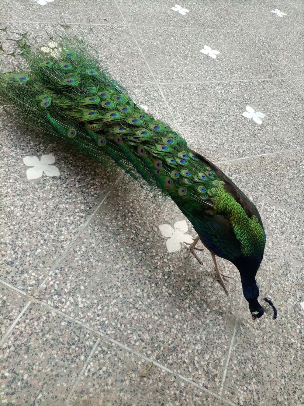 a beautiful peacock , Peacock is a so beautiful bird in national bird, 