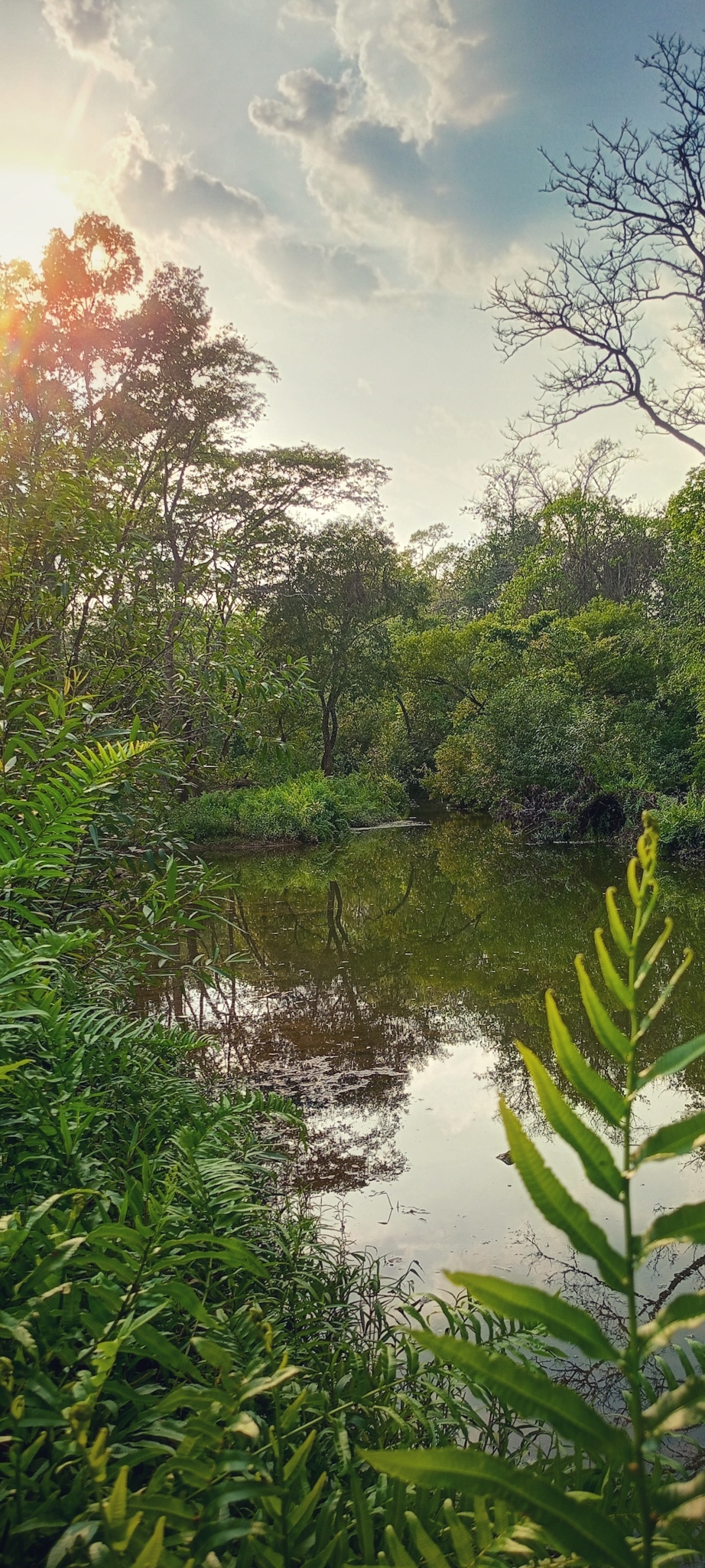 Greenery , #nature #photography #love #instagood #photooftheday #travel #sky #beautiful #art #naturephotography #like #landscape #sunset #photo #picoftheday #instagram #sun #beach #life #winter #sea #fun #cute #clouds #happy #naturelovers #summer #bhfyp, 
