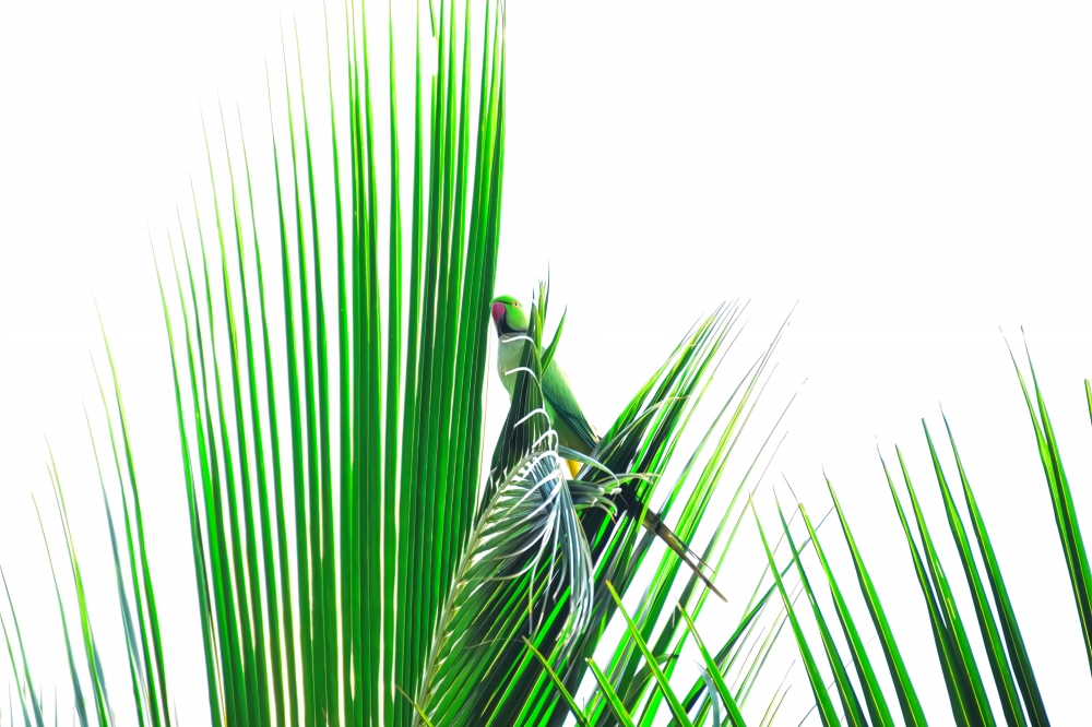  quarantine, Bird, Green, vigaz_tour , street_photography, bonding, spinning_wheel , togetherness, achive_goal, nature ,landscape ,e beauty ,wallpaper ,background ,picture ,