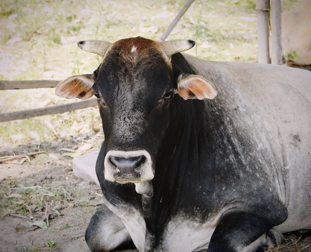 ox relex time , Bull, 