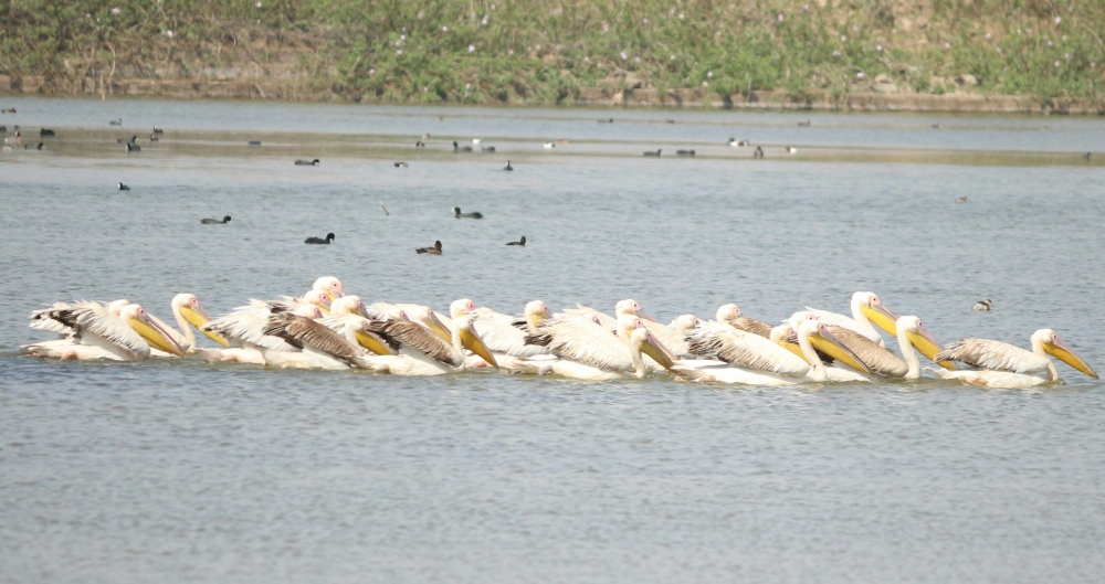 Great White Pelican, Love birds, 