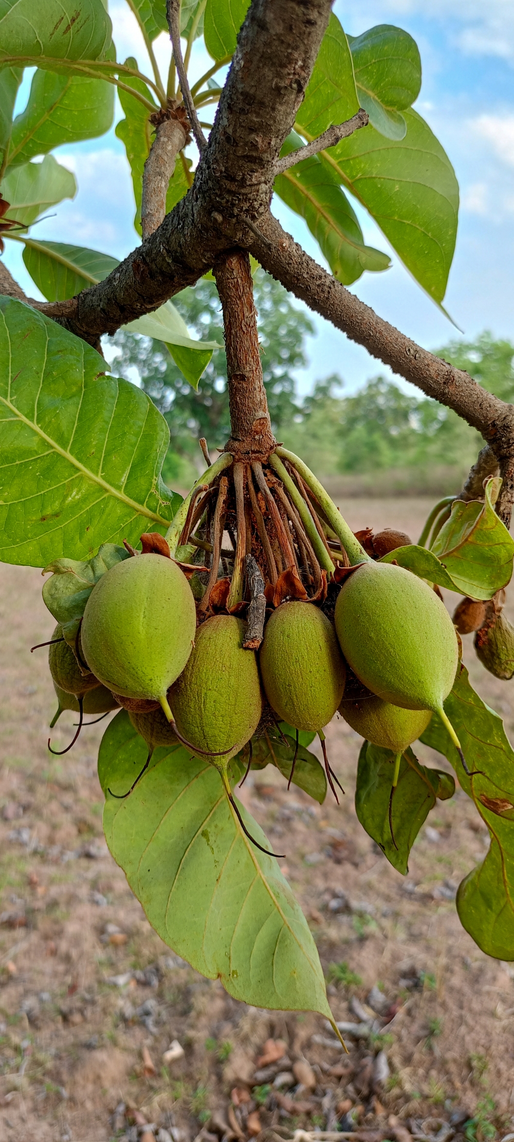 mahua fruit , mahua fruit, Nature background wallpaper hdclicks fullHD landscape limestonecaves wild bastar chhatishgarh kangervalleynationalpark kvnp, summer tirathgarh waterfall waterfalls indianwaterfall  nationalpark kangervalleynationalpark Raipur CG forest HD wallpaper view kangervalley tirathgarh waterfall waterfalls jungle Bastar Chhattisgarh photosoftheday photo gallery wallpaper view kangervalley instapicture instagood viralpic, wildlife HD wallpaper background picture wild animals Nature Photography tree spoteddave indianbird bastar munnabaghelphotography potooftheday Dave nationalpark kvnp forest jungle kangervalleynationalpark jagdalpur awesome birdphotography photosofbird nature gochhatishgarh chhatishgarh photo, 