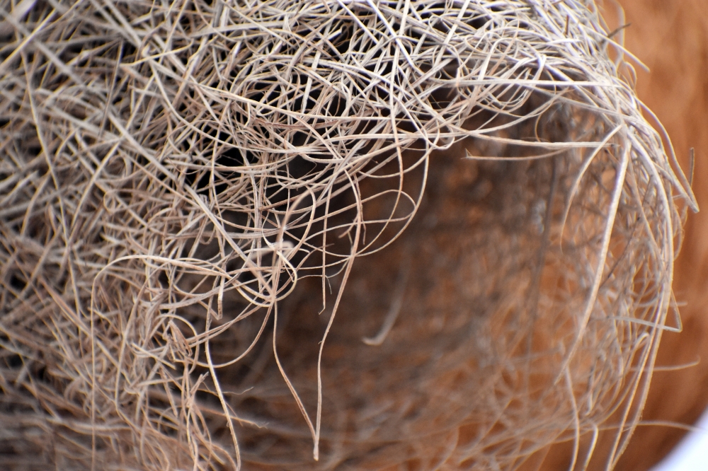 Weaver Bird Nest, bird, tamilnadu, india, tree, perched, weaver, baya, nest, construction, builder, nature, wildlife, wild, conservation