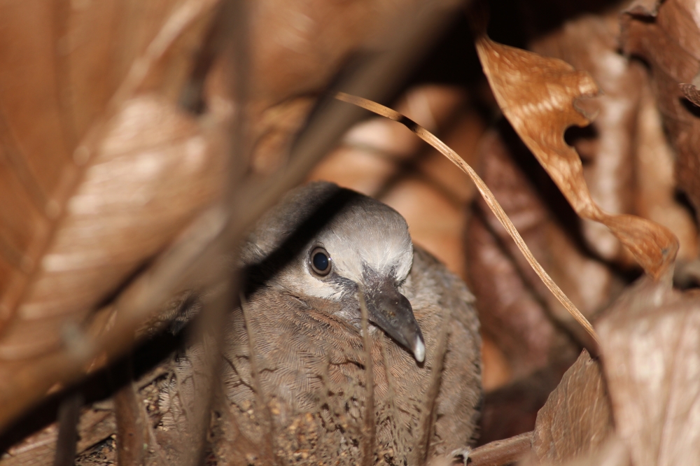 Wood Pigeon, Birds,wood pigeon,Nesting,Nature