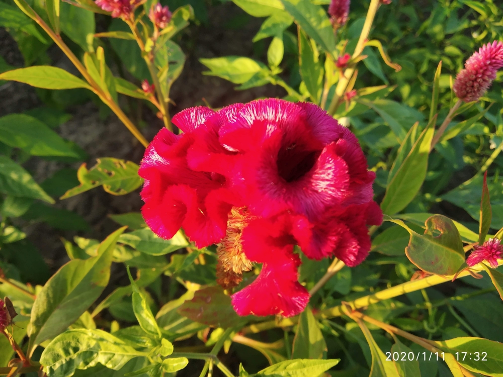 celosia cristata Cockscomb flower - velvet flower, flower, red flower, velvet flower,celosia cristata Cockscomb flower, beauty, nature