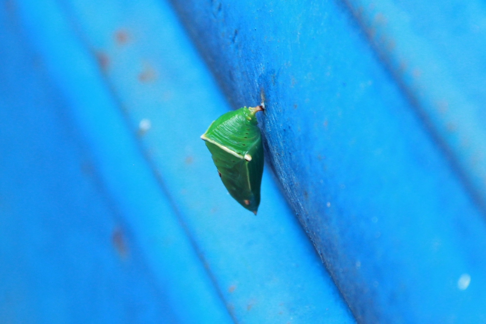 butterfly chrysalis, butterfly chrysalis, chrysalis,butterfly
