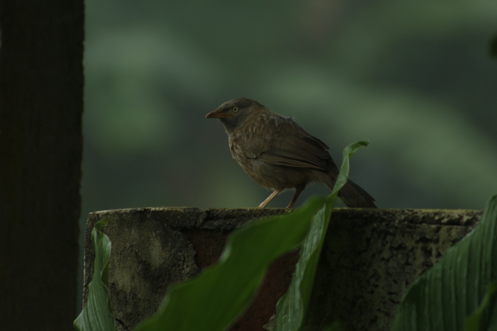 Jungle Babbler, #birds #wildlife 