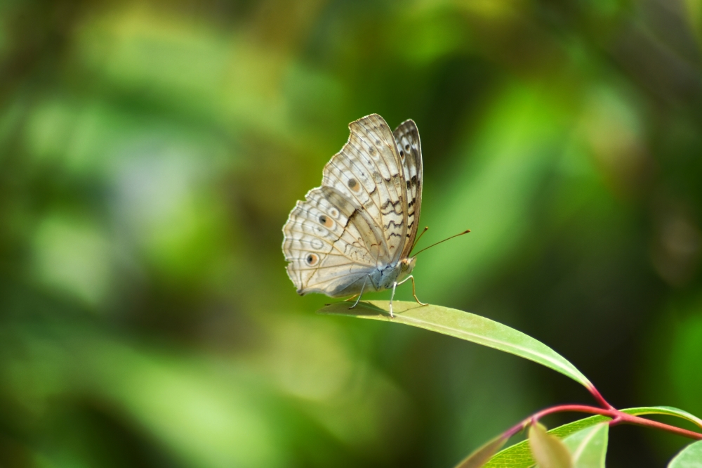 grey pansy butterfly , grey pansy butterfly , kangervalleynationalpark jagdalpur, national Park, jagdalpur, HD, Wildlife, Forest, Hills, Wildlife, bastar, panoramic, view, bamboo rafting, evening, experience, explore, kayak, kayaking, river, nature, #nature #photography #love #instagood #photooftheday #travel #sky #beautiful #art #naturephotography #like #landscape #sunset #photo #picoftheday #instagram #sun #beach #life #winter #sea #fun #cute #clouds #happy #naturelovers #summer #bhfyp, 