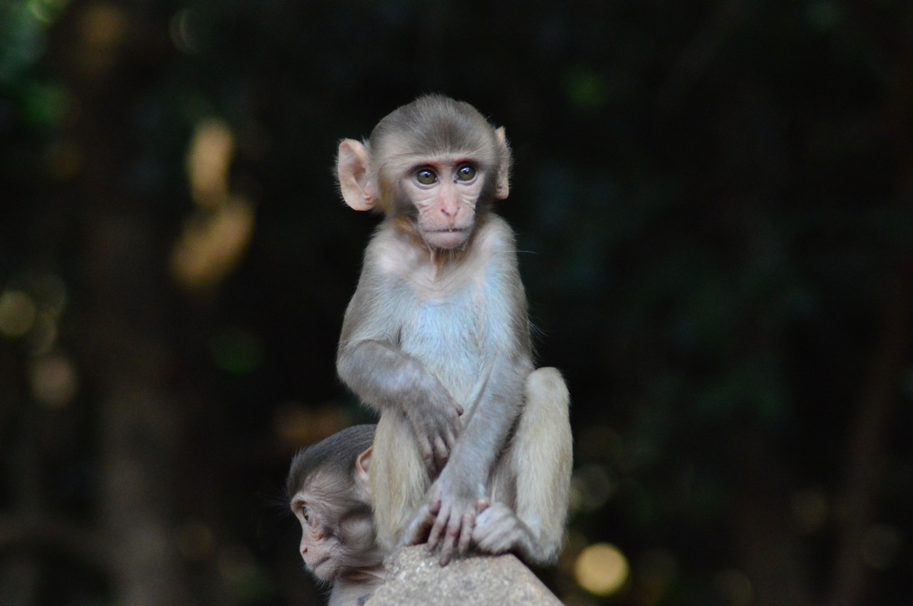 Monkey, #monkey #sitting #looking #nature #greenary #wildlife #sunset point  #animal, 