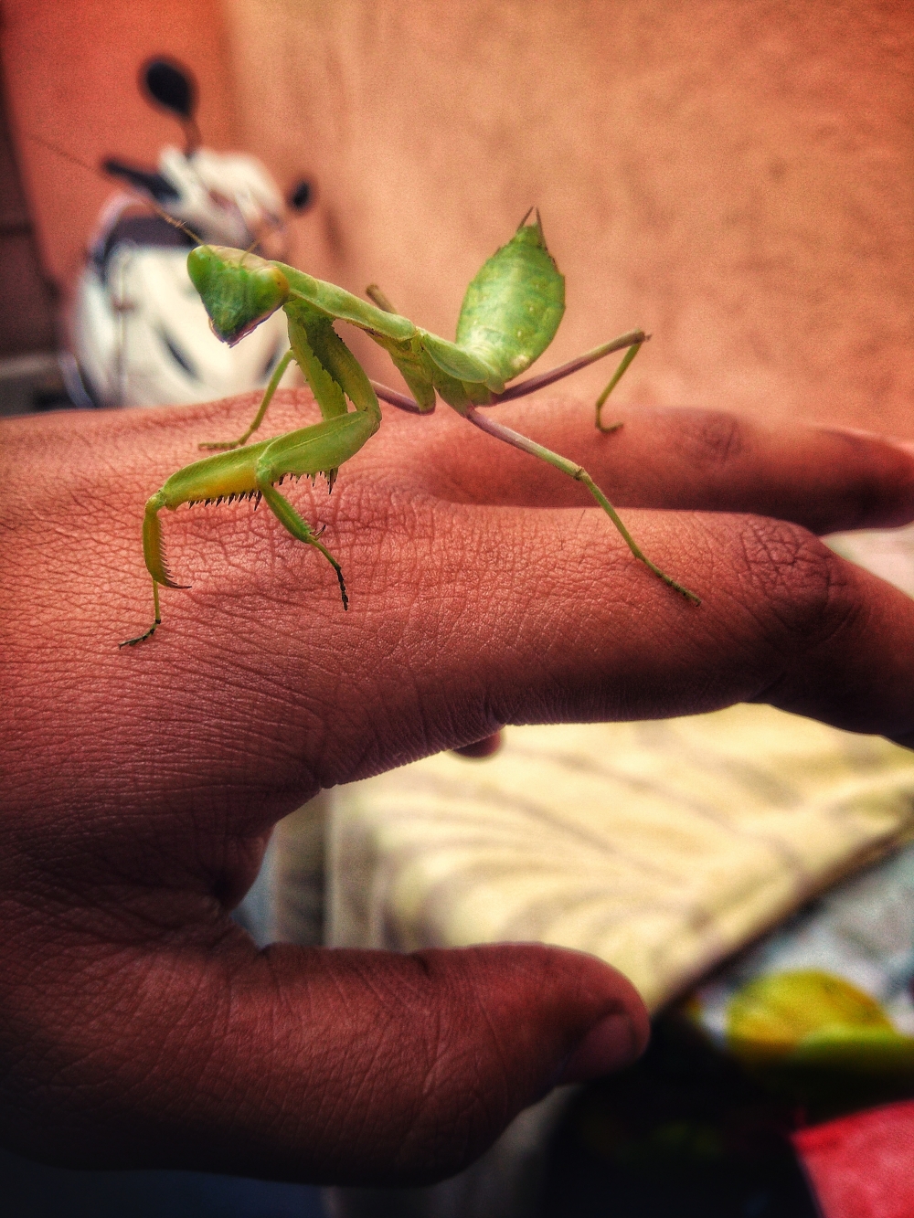 Mantis, #insect #photography #nature, small insects, insect photography, 
