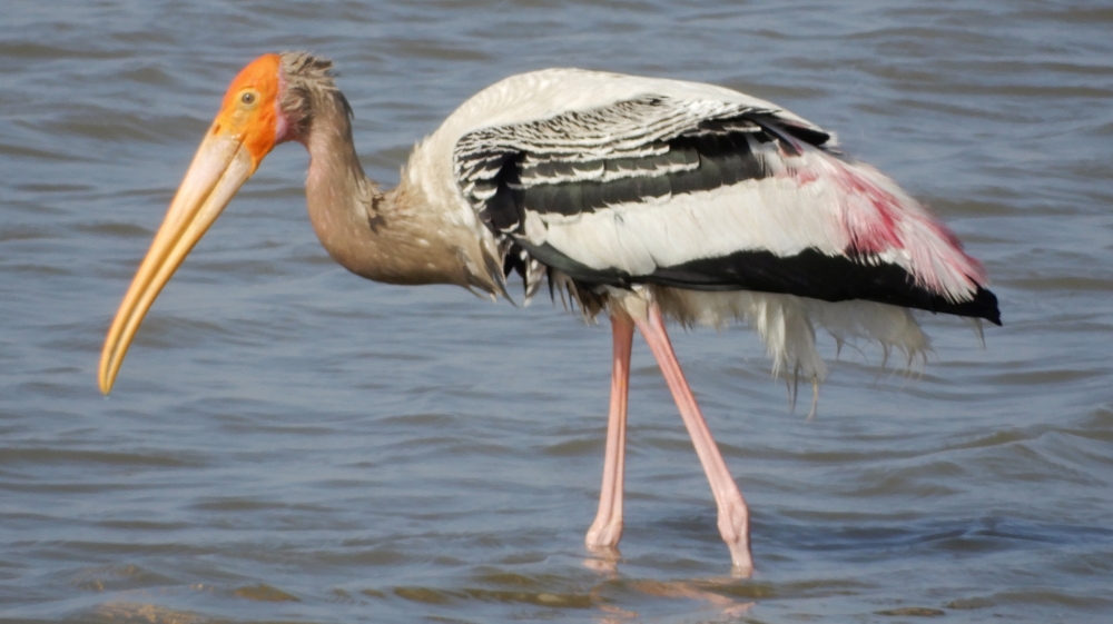 Painted stork, Birfs#water#egret#fishing