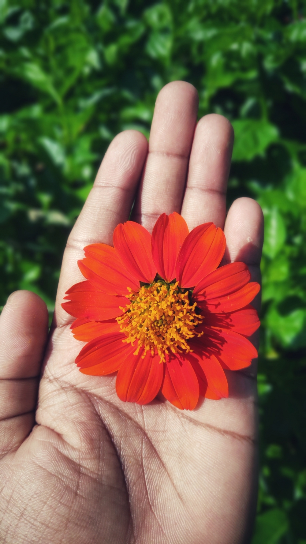 Daisy flower, Daisy, Flower, Nature, 