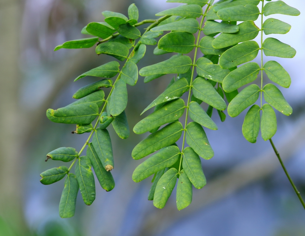 grass tree leaves, leaf, leaves, gree, new, vein; leaf mustard; natural; oriental; raw; food; leaves; fresh; textured; young; bright; healthy; organic; cooking; herb; garden; homegrown; annual; growing; daylight; mustard green; grow; vegetable mustard; closeup; vietnamese; farm; dirt; nature; green; summertime; agriculture; mustard; field; plant; tranquil; absence; growth; sunny; image; leisure; cultivation; scenic; rural; crop; scene; generated; picturesque; yellow; saag; sarson;, 