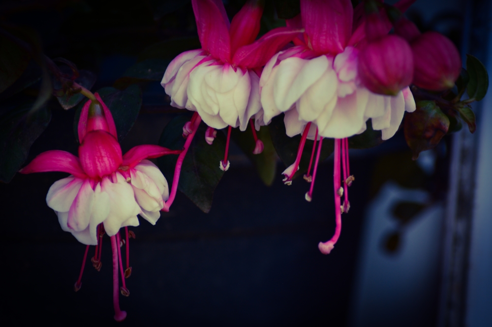 C0L0UR FULL NATURE, ARAVIND