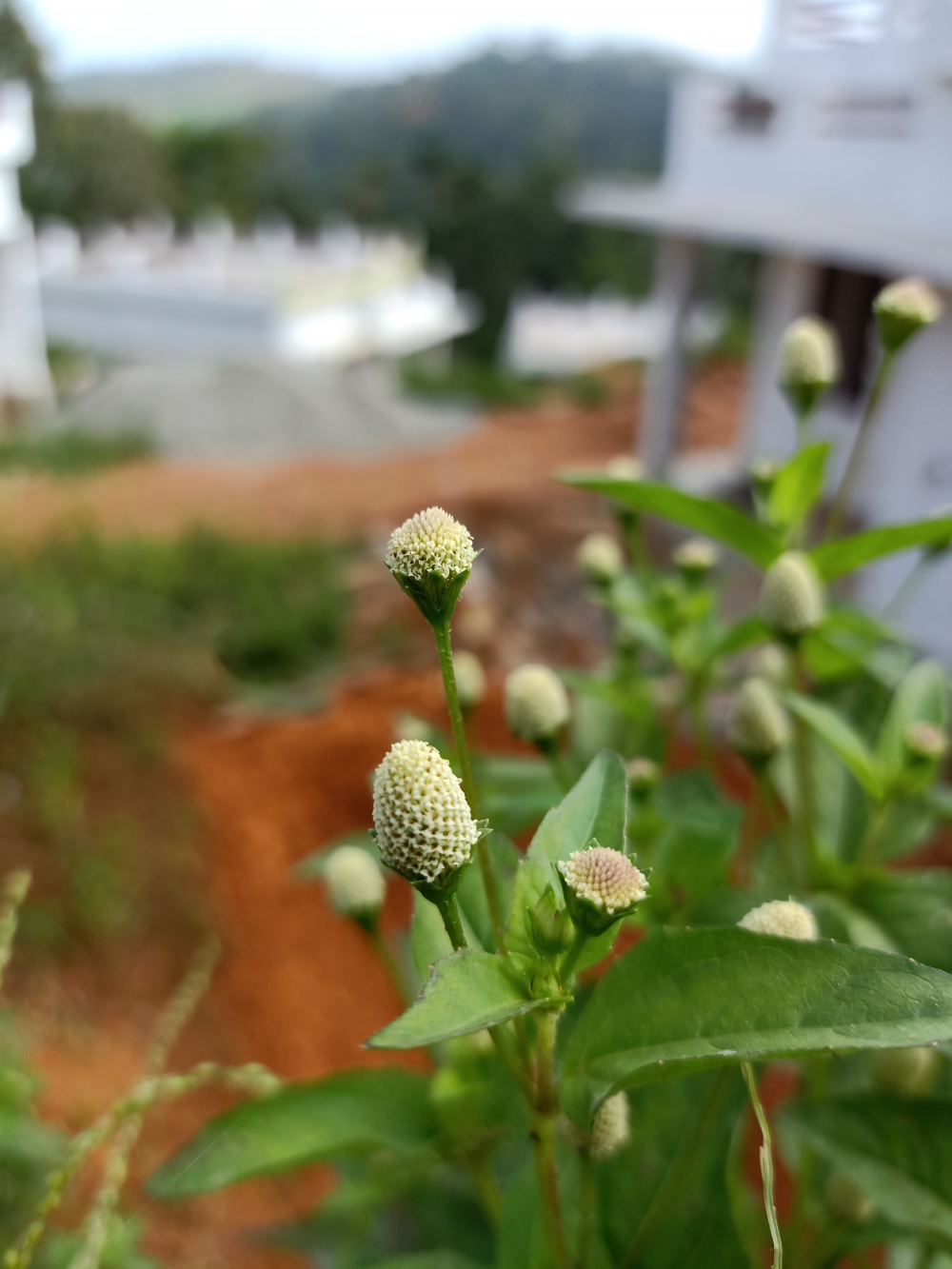 Flower,close up, macro,macro photography, nature,plant,wild flower,, Flowers, Bud, 