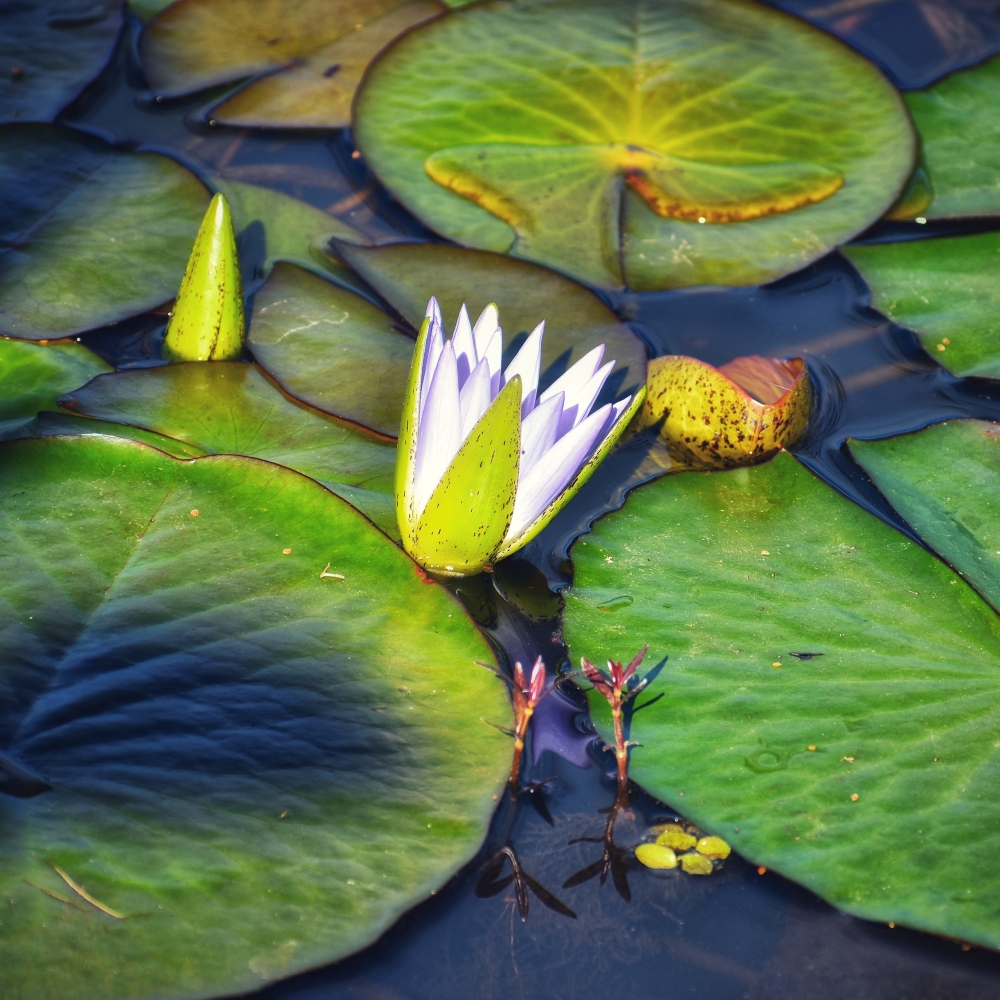 Flower, Flower, Nature, 