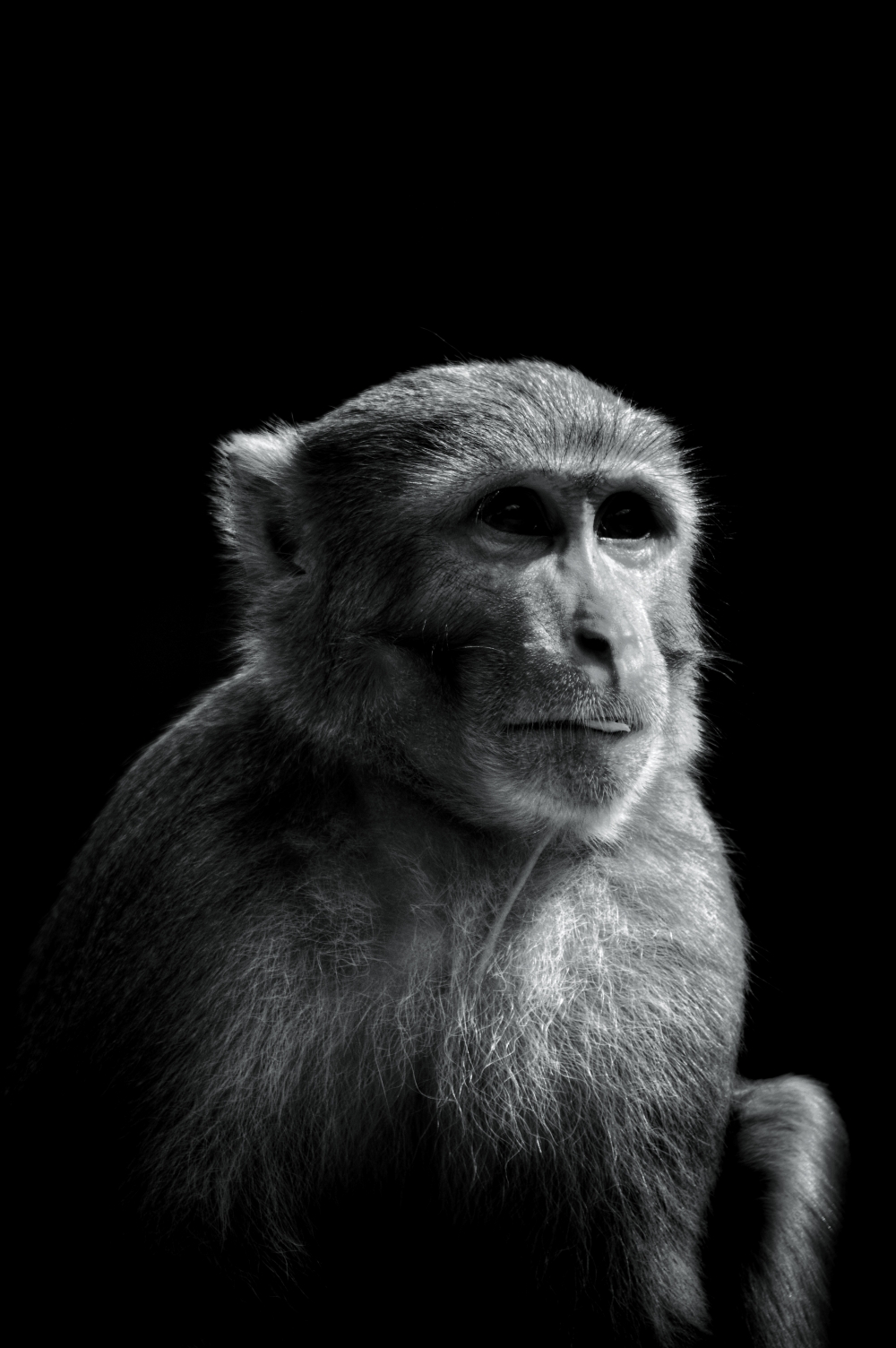 Monkey , #nature #photography #love #instagood #photooftheday #travel #sky #beautiful #art #naturephotography #like #landscape #sunset #photo #picoftheday #instagram #sun #beach #life #winter #sea #fun #cute #clouds #happy #naturelovers #summer #bhfyp,  , Wildlife, Forest, Hills, Wildlife, bastar, jagdalpur, Chhattisgarh, monkey, kangervalleynationalpark jagdalpur,