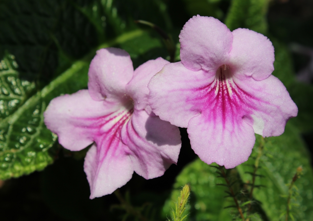 Twin flowers, pair 