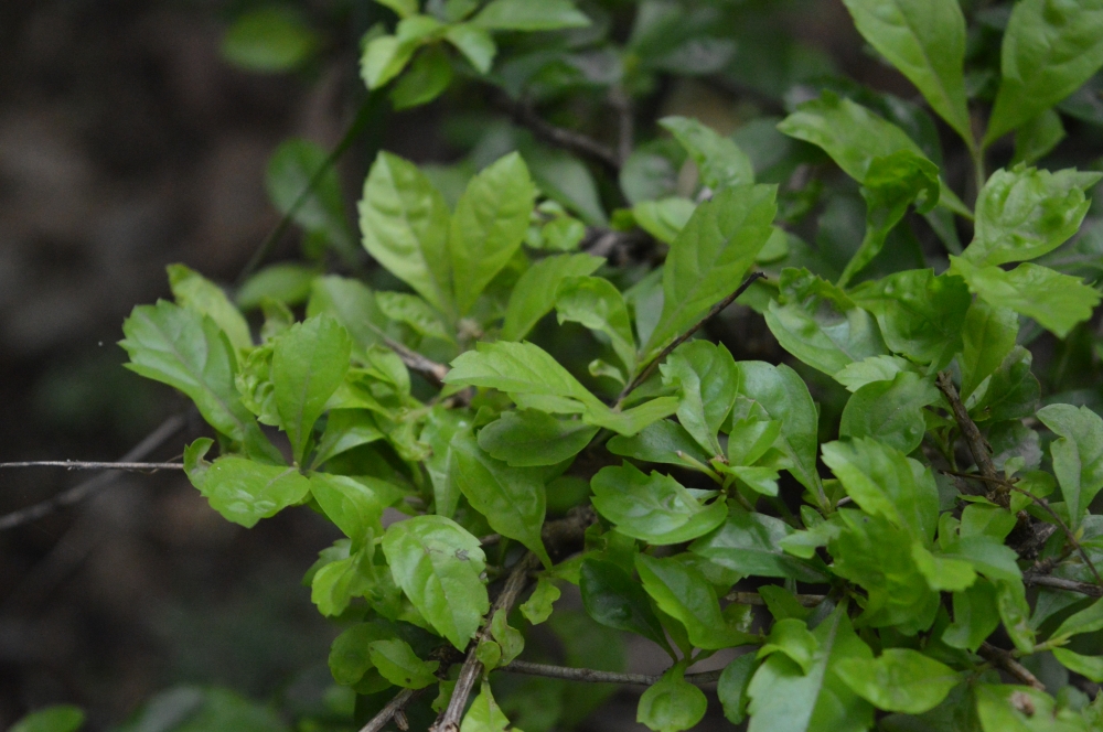 Green Plant, Green plants, 