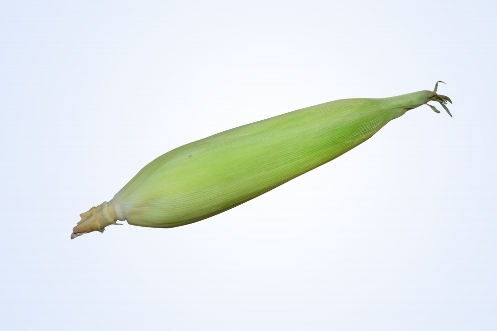 Fresh Corn , corn, sweet corn, maize,vegetables, food, corn kernels, bio, yellow, healthy, sweet, Indian corn, fresh, natural, plant, harvest, agriculture, autumn