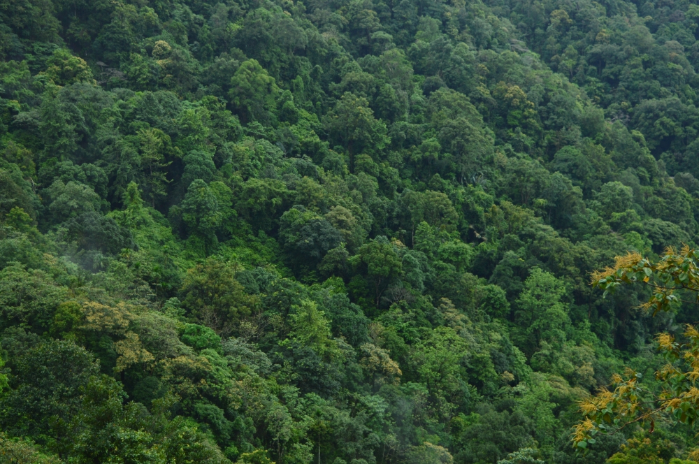 Green nature , Nature, landscape, Green, greenery, green nature, wallpaper, background, Trees, 