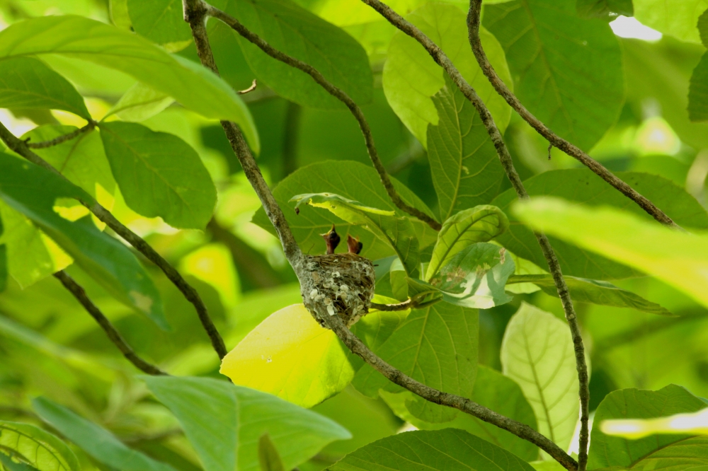 Baby on boarded 2, intothewild, intothenature, wildlife, wildlifephotography, birding, asianparadiseflycatcher, chick