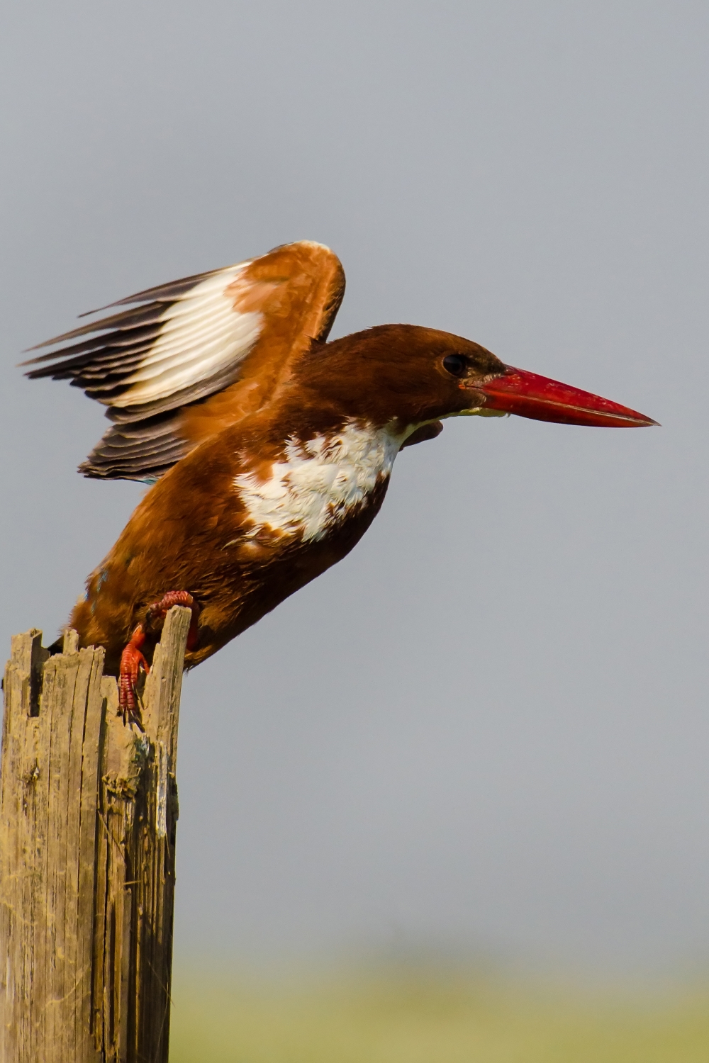 Bird, Bird, natural, #Nature #background #wallpaper #hdclicks #fullHD, micro_Photography, 